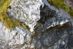 Stein für Skulpturen – Serpentin aus der Lokalität Chrastice in Mähren